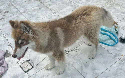 femmal husky 7 mois 