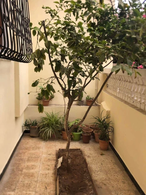Vente Villa Mostaganem Mezghrane