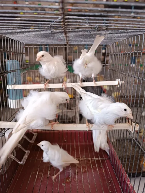Des canaris frisé 
