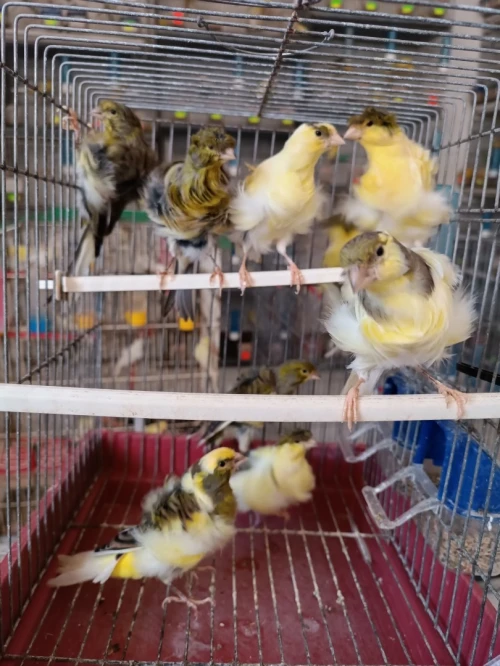 Des canaris frisé 