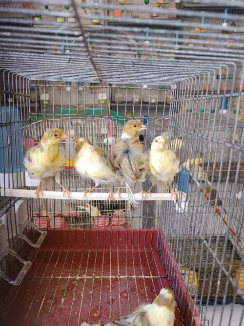 Des canaris frisé 