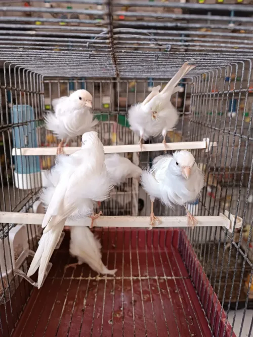 Des canaris frisé 