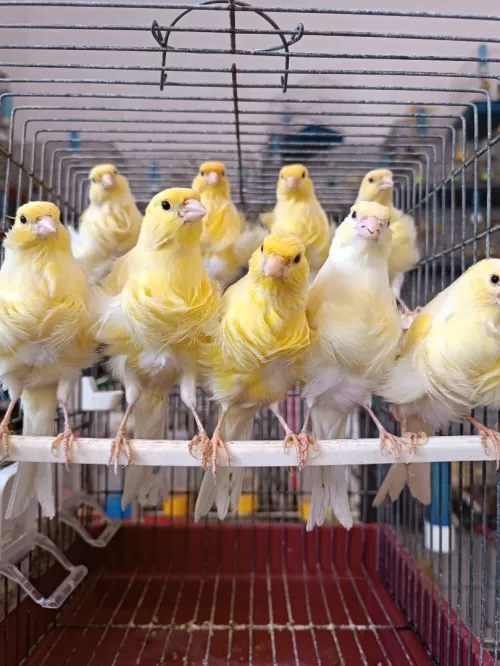 Des canaris frisé 