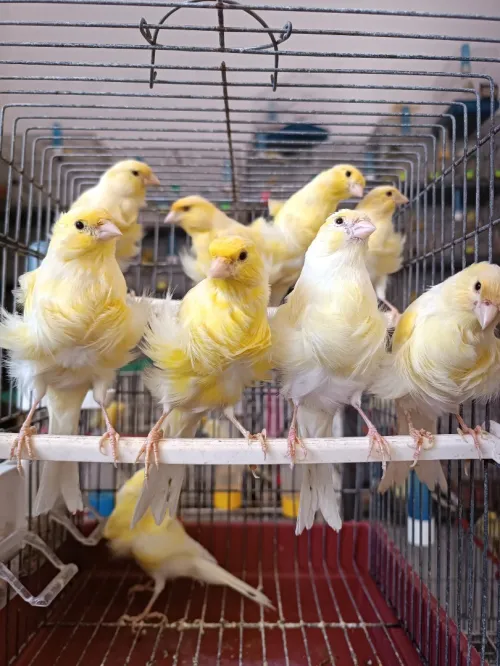Des canaris frisé 