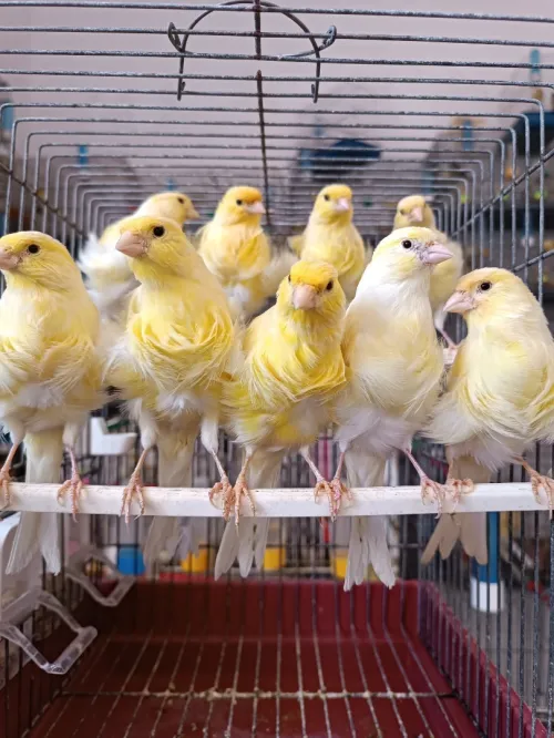 Des canaris frisé 