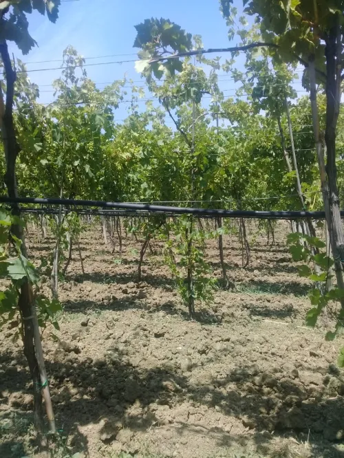 Vente Terrain Agricole Boumerdès Leghata