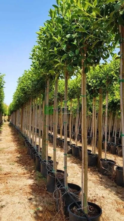 Ficus Dina Garden importation 