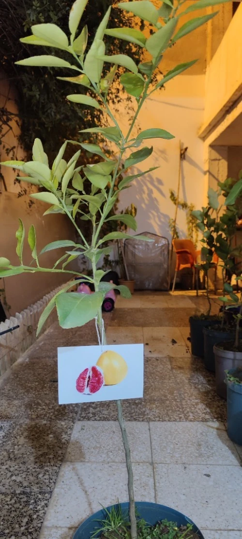 Citron Eurêka ليمون الوريكا 4فصول 