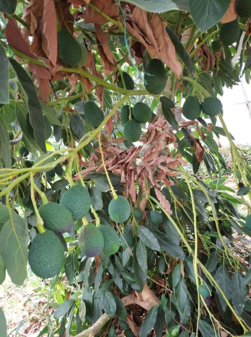 Avocatier clonal 