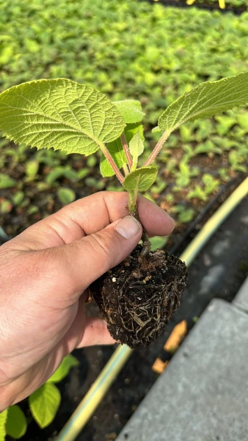 Kiwi 24 mois en production 