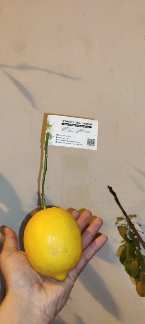 Citron Eurêka ليمون الوريكا 4فصول 
