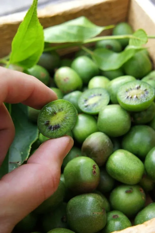 Kiwi ACTINIDIA CHINENSIS JENNY 