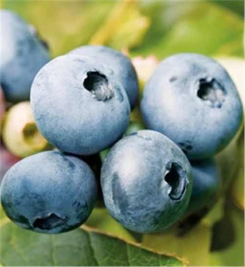 Blueberry (Myrtille) 12 variété