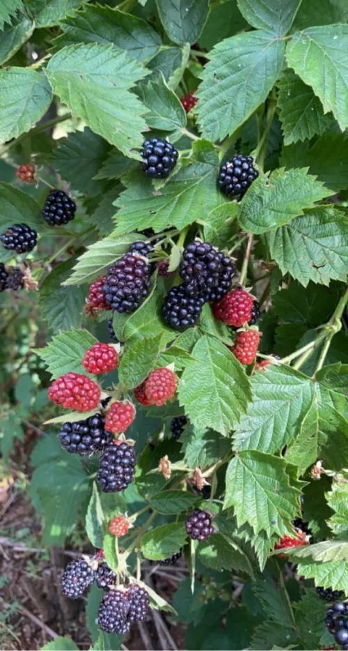 Blackberry/ 9 variété 