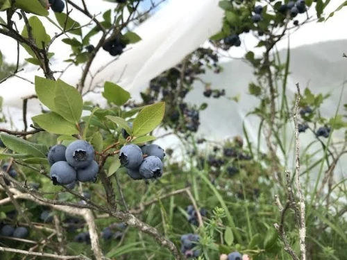 Blueberry (Myrtille) 12 variété