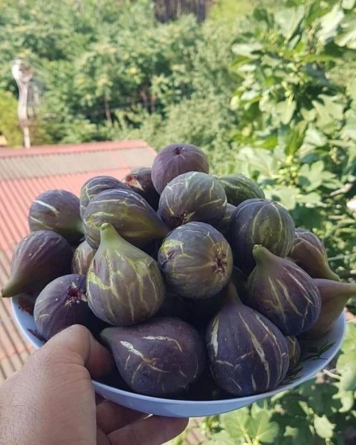Figuier Dina Garden أشجار التين 