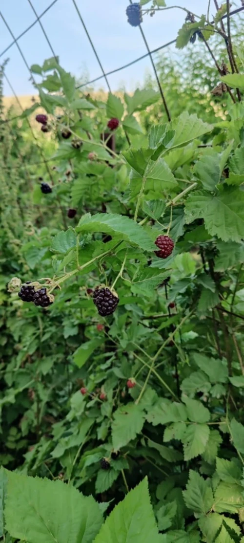 Framboisier importation 33 variété 