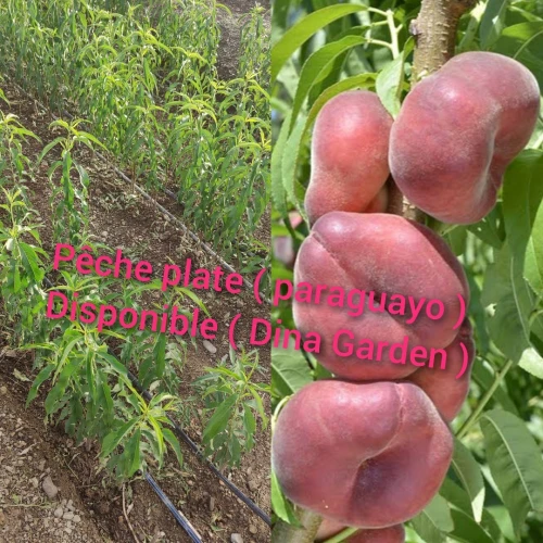 Pêche plate أشجار الخوخ 