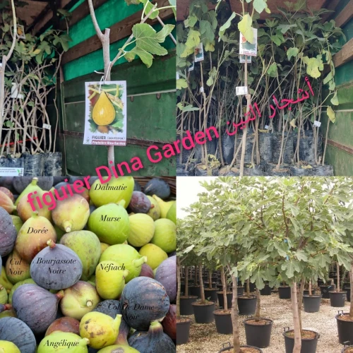 Figuier Dina Garden أشجار التين 