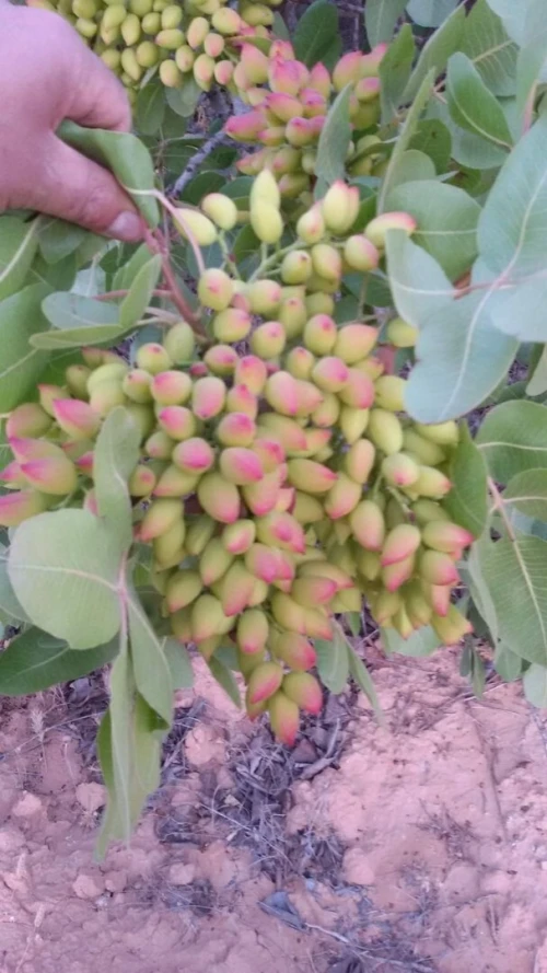 pistachier UCB1 حامل طعم الفستق