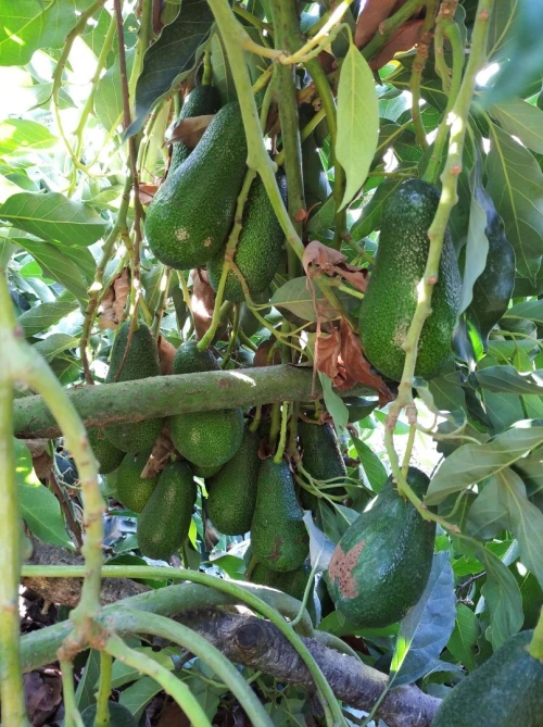 Avocatier clonal 