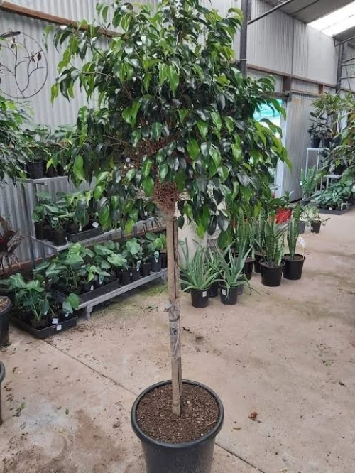 Ficus Dina Garden importation 