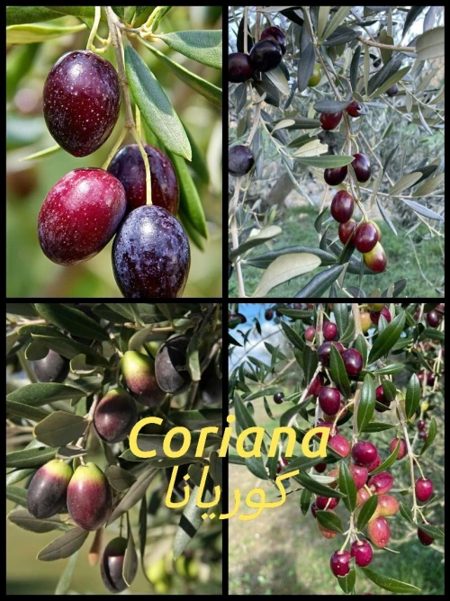Olivier Coriana Croisement d'Arbosana x Koroneiki