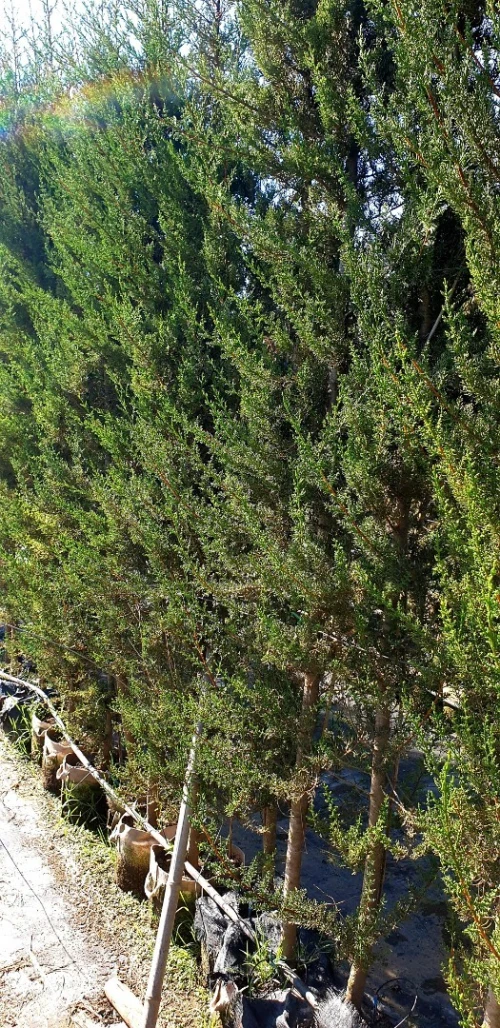 Cyprès vert clôture 