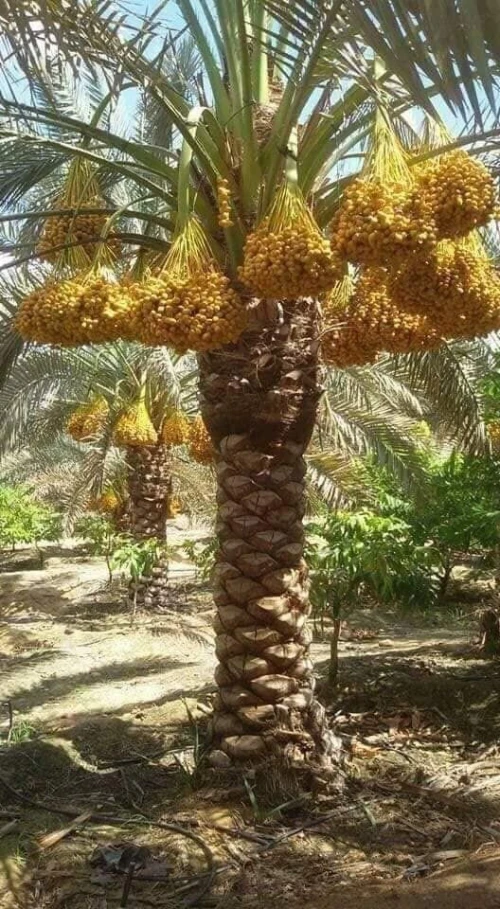 Palmiers dattiers نخيل التمر
