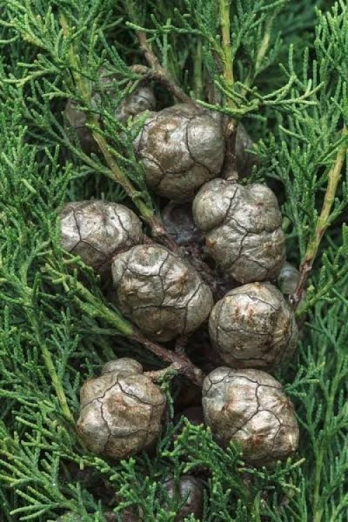 بذور السرو الإيطالي 