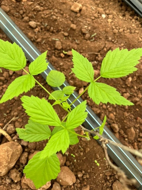 Framboisier importation 33 variété 