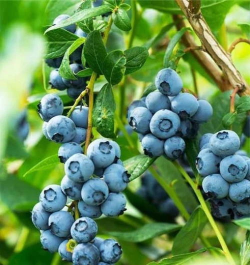 Blueberry (Myrtille) 12 variété