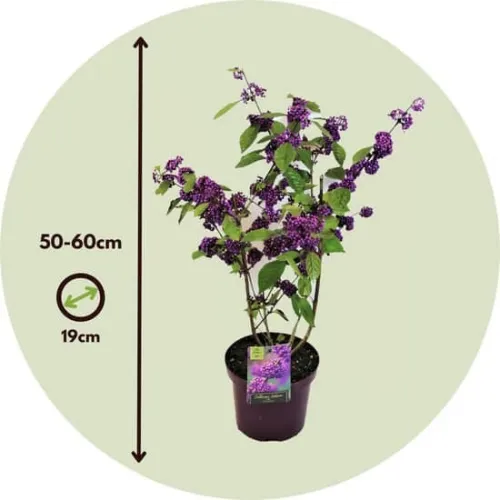 Callicarpa bodinieri