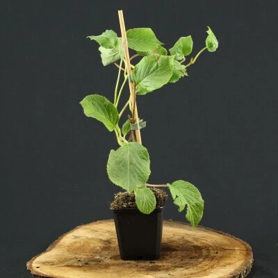 Kiwi jenny Autofertile 