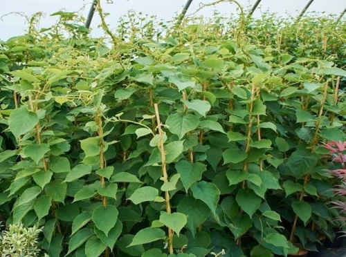 Kiwi ACTINIDIA CHINENSIS JENNY 