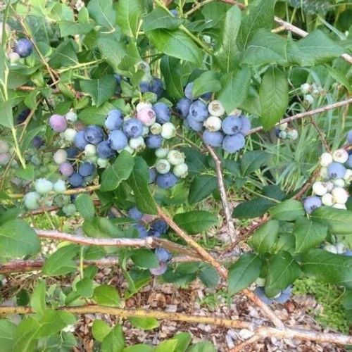 Blueberry (Myrtille) 12 variété