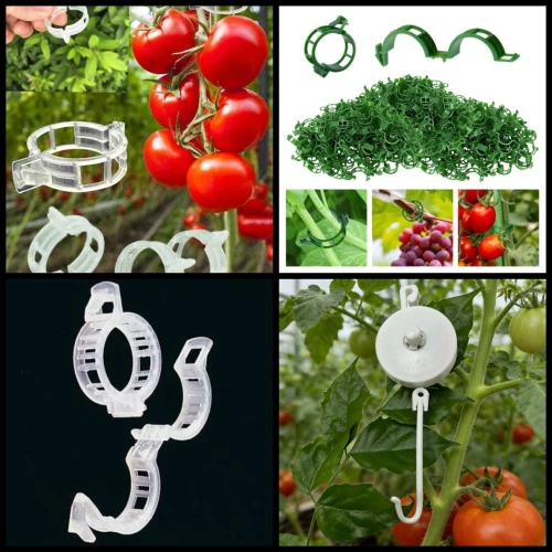 Clip tomate