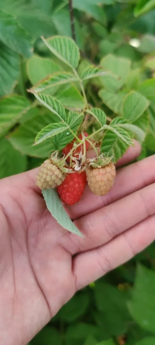 Framboisier importation 33 variété 
