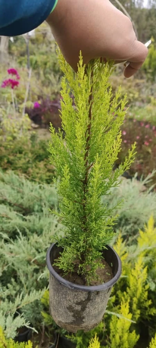Cyprès macrocarpa goldcrest greffé 