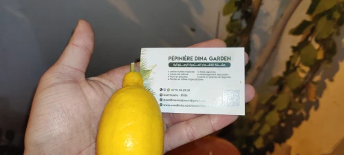 Citron Eurêka ليمون الوريكا 4فصول 