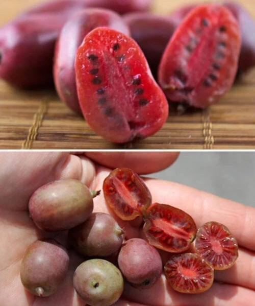 Kiwi rouge ( Purpurna Sadowa )
