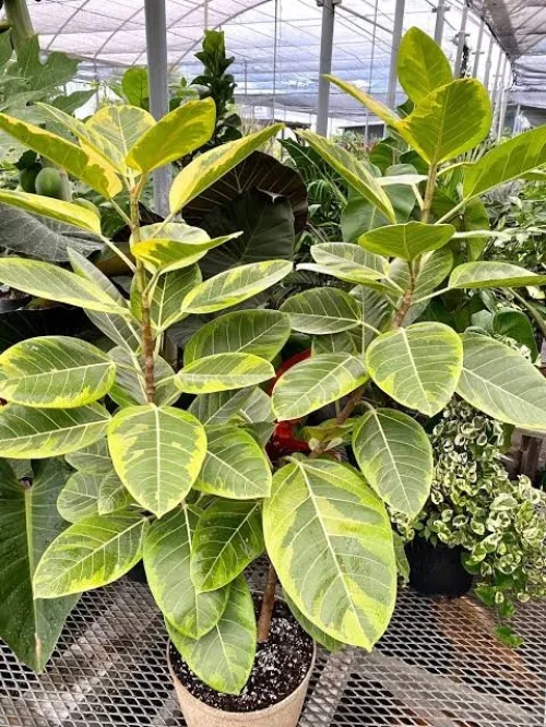 Ficus Dina Garden importation 