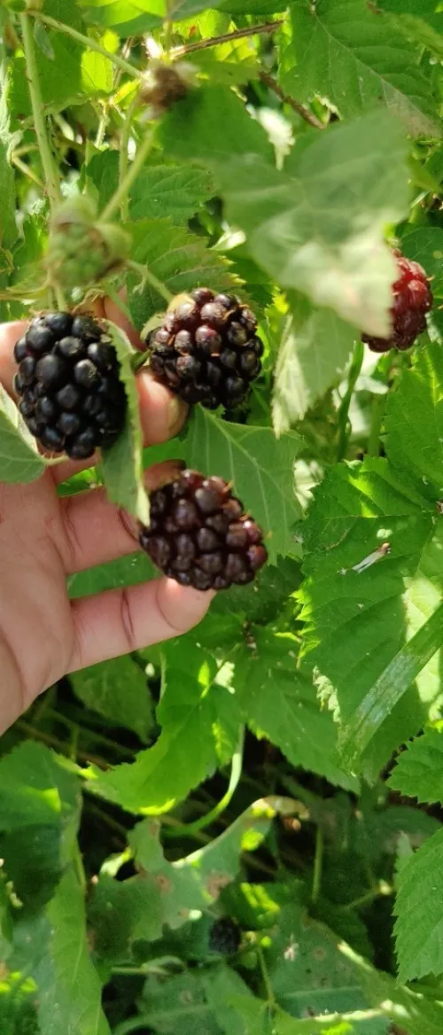 شتلات التوت البري للفلاح بالجملة
