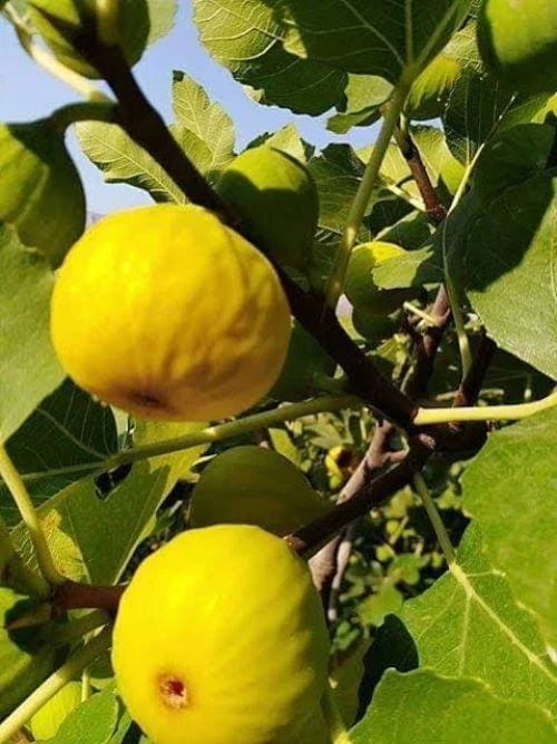 Figuier Dina Garden أشجار التين 