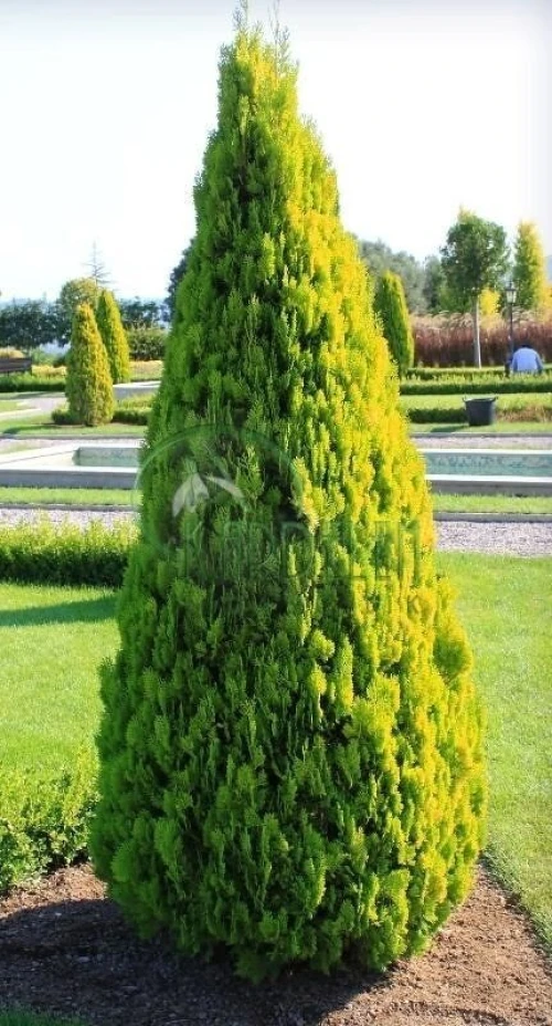 بذور الثويا thuya aurea nana 