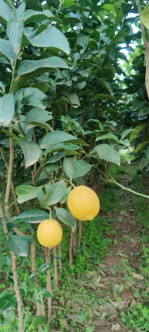 Citron Eurêka ليمون الوريكا 4فصول 