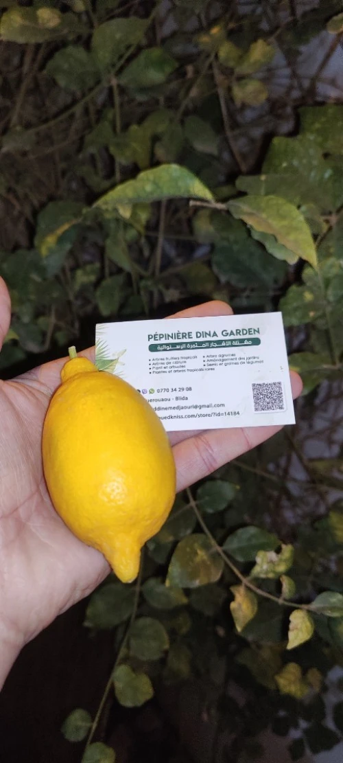 Citron Eurêka ليمون الوريكا 4فصول 