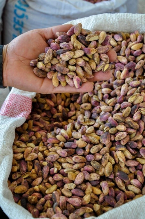 pistachier UCB1 حامل طعم الفستق