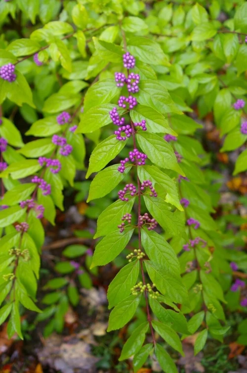 Callicarpa bodinieri
