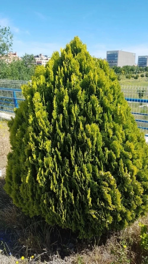بذور الثويا thuya aurea nana 